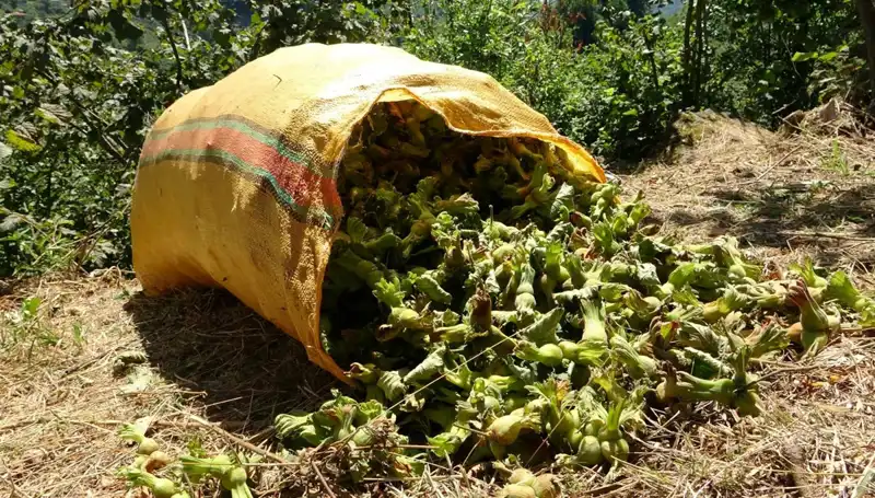 Giresun’da Fındık Hasadı Sezonu Başladı: Çiftçiler Ne Bekliyor?