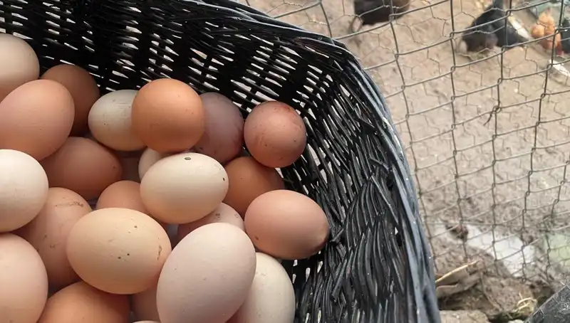 Dünya genelinde en ucuz protein: Okul döneminde "Mayıs çukuru"na çözüm!