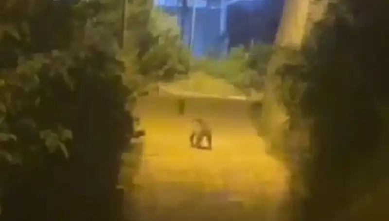 Gümüşhane'de Şehir Merkezine İnen Ayı, Vatandaşları Korkuttu ve Meraklandırdı