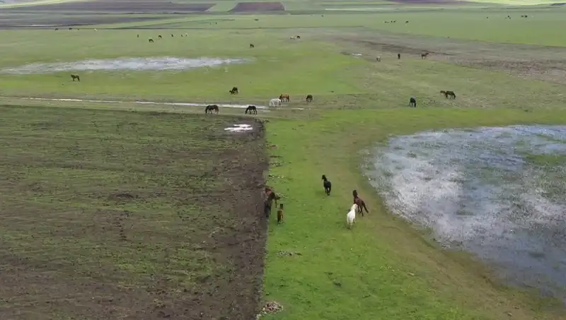 Kars’ın Doğasında Yılkı Atlarının Görüntüleri Şaşırtıyor