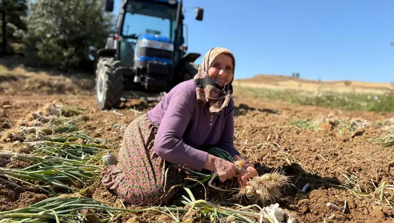 Günlük 1200 Liraya Tarladan Toplanan Bu Ürün, Selenyumuyla Dikkat Çekiyor!