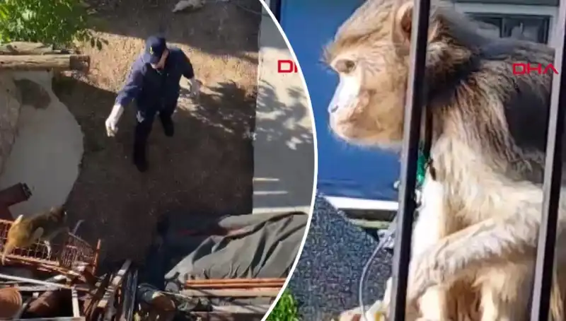 Muğla'da Şaşkın Denizli Mahallesi’ni Terk Etmeyen Maymun Kovalamacası