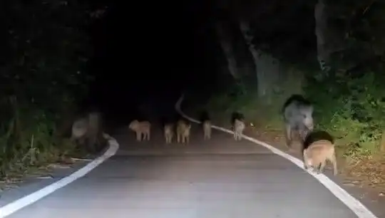 Elazığ'da Yol Kenarında Domuz Sürüsü Görüntülendi, Sürücüleri Şaşkına Çevirdi!