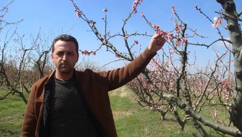 Çiçeklerini Açan Ağaçlar Dondan Nasıl Etkilendi?