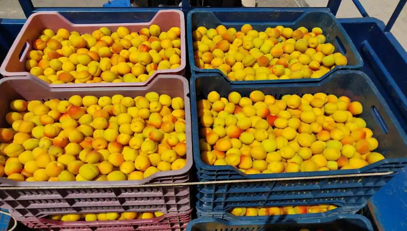 İlk Hasat Bayramı: 500 TL'den Satılan Ürünler Tüketiciyi Sevindirdi