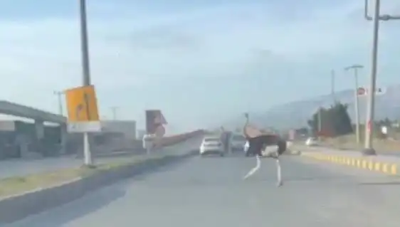Trafikte Deve Kuşu Görülmesi: Hem Şaşkınlık Hem Eğlence Yarattı