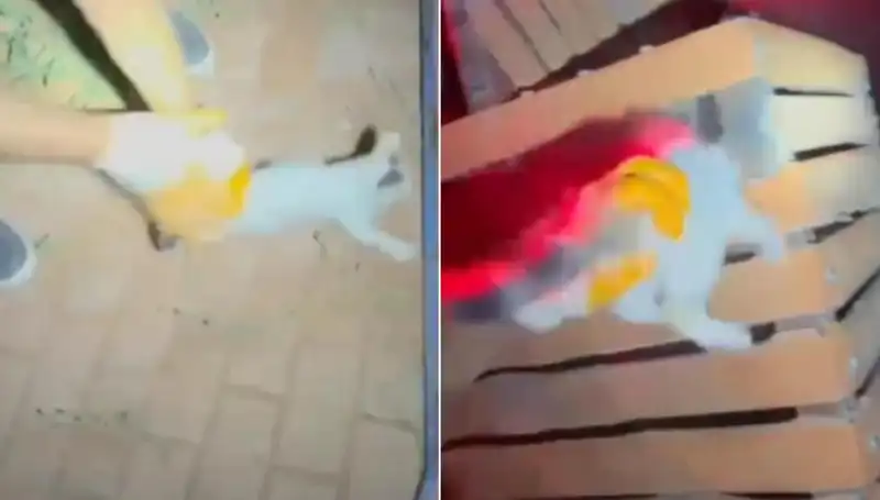 Gece Yarısı Gökyüzüne Yükselen Kahramanlar: İtfaiye Kedi Kurtarma Operasyonu