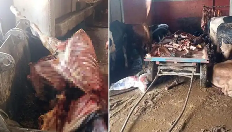 Adana’da Faciadan Dönüldü: 2,5 Ton At Eti Ele Geçirildi