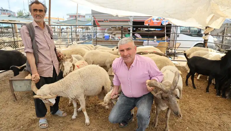 Kurban Pazarının Yıldızı: 4 Boynuzlu Koçlar İle Fark Yaratın!