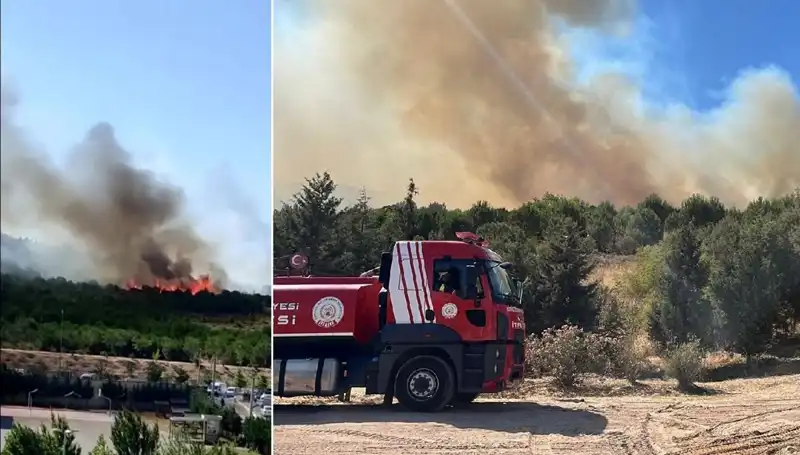 Gebze’de Orman Yangını: Zarar ve Müdahale Süreci Detayları