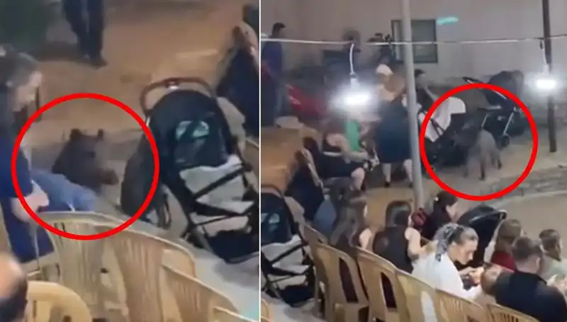 Yaban Domuzu Düğün Alanına Girdi, Davetliler Şoke Oldu