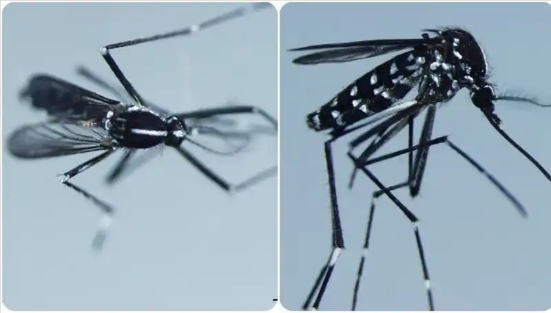 Chikungunya Virüsü: Risk Altındaki Ülkeler ve Belirtiler Hakkında Bilmeniz Gerekenler