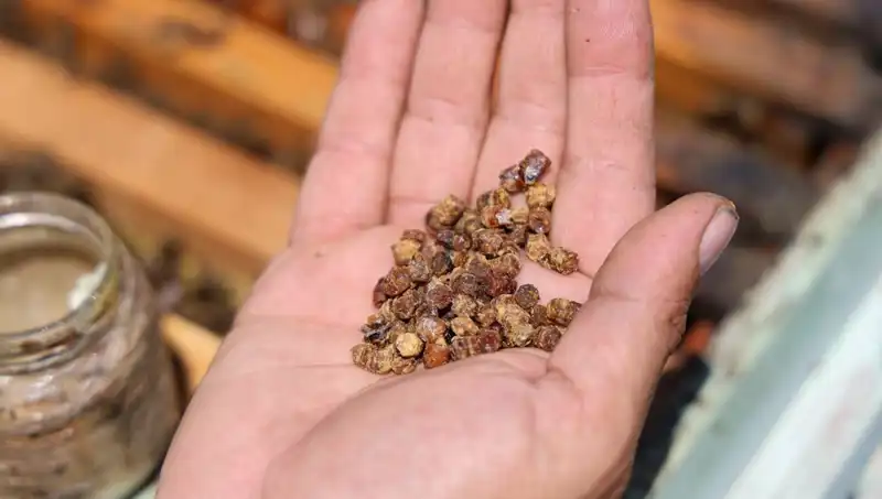 Eskiden İhtiyaç Fazlasıydı, Şimdi Protein Kaynağı Olarak 3 Bin TL'den Satılıyor!