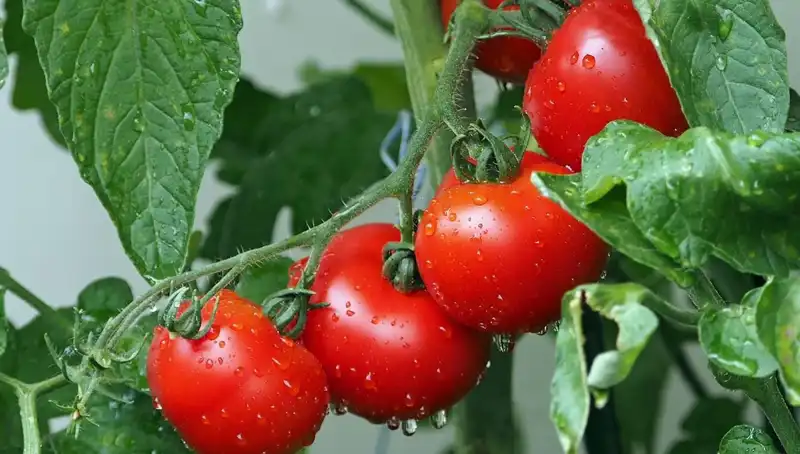 Domateslerin Geçmişi: İnsanlar İçin Yeni Bir Umut Mu?