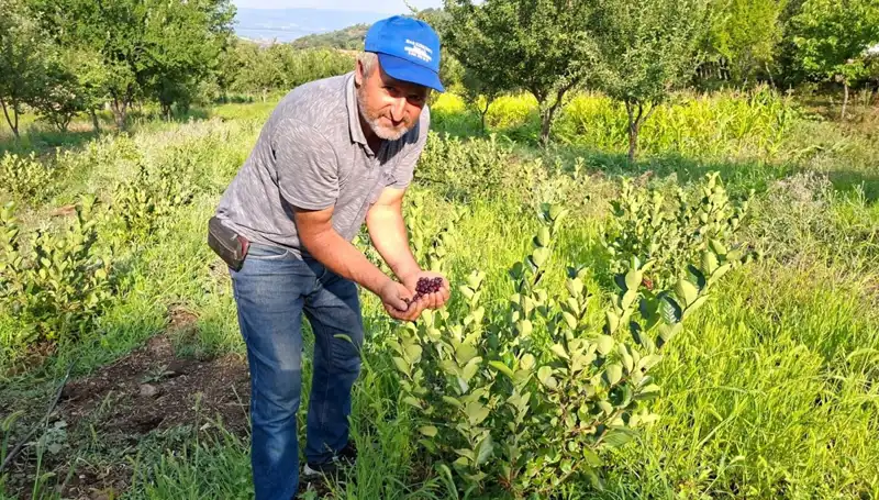 Deneme Amaçlı Ekti, Üç Yılda 200 Liralık Meyve Elde Etti