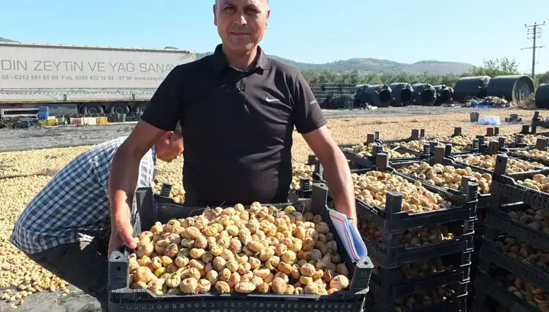 Balıkesir'de Hasat Dönemi: Çin ve Rusya'ya Yapılan İhracat Üzerine Tüm Detaylar