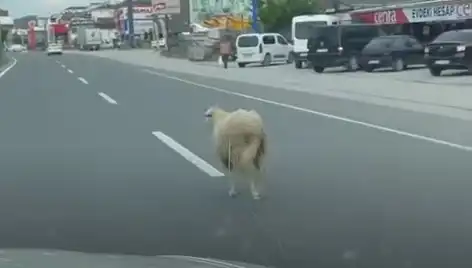 Yalova'da Kurbanlık Hayvan Kaçışı Trafik Kaosuna Neden Oldu!