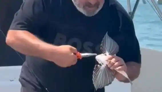 Saros'ta Nadir Görülen Kırlangıç Balığı Oltaya Takıldı: Denizlerin Gizemi Açığa Çıktı